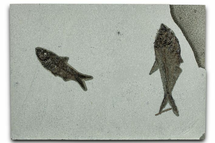 Multiple Fossil Fish (Diplomystus & Knightia) Plate - Wyoming #328081
